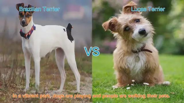 Video thumbnail for Brazilian Terrier vs. Lucas Terrier: A Breed Comparison