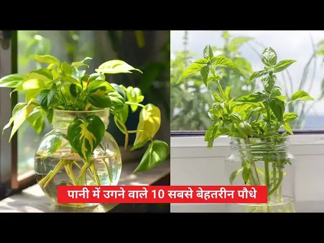'Video thumbnail for पानी में उगने वाले 10 सबसे बेहतरीन पौधे'