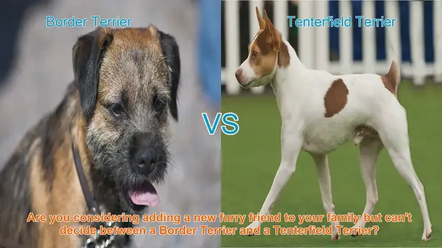 Video thumbnail for Border Terrier vs. Tenterfield Terrier: Choosing the Right Breed for Your Family