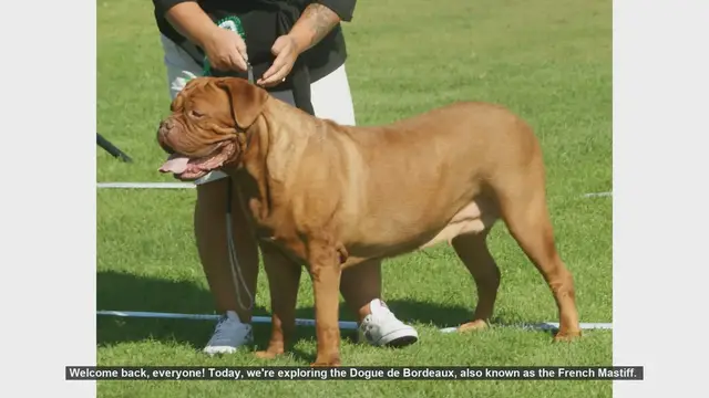 Video thumbnail for Dogue de Bordeaux: Pros and Cons of the French Mastiff