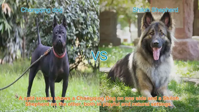 Video thumbnail for Chongqing Dog vs. Shiloh Shepherd: A Breed Comparison