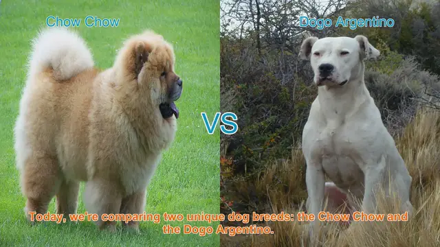 Video thumbnail for Chow Chow vs. Dogo Argentino: A Breed Comparison