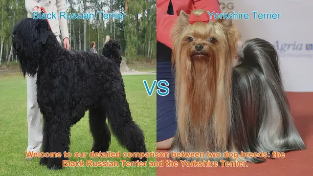 Video thumbnail for Black Russian Terrier vs. Yorkshire Terrier: A Comprehensive Breed Comparison