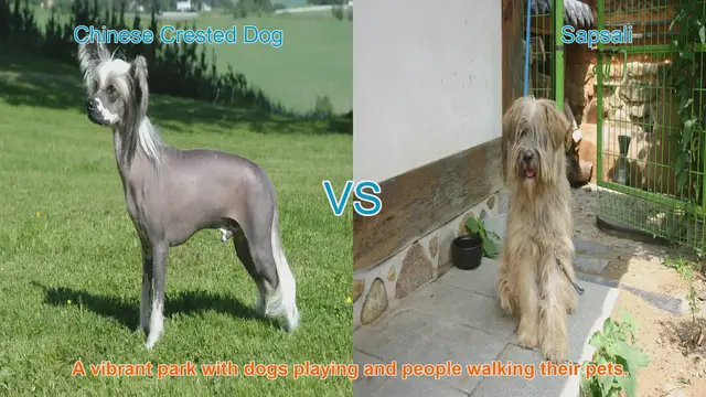 Video thumbnail for A Tale of Two Breeds: Chinese Crested Dog vs. Sapsali