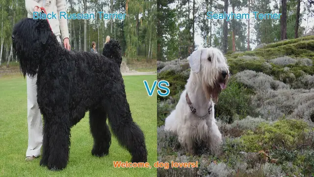 Video thumbnail for Black Russian Terrier vs. Sealyham Terrier: A Comprehensive Comparison