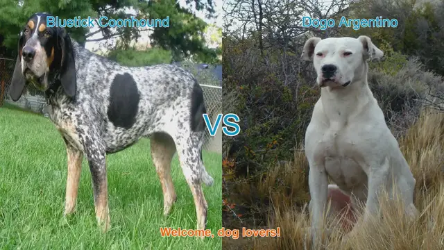 Video thumbnail for Bluetick Coonhound vs. Dogo Argentino: A Comprehensive Comparison