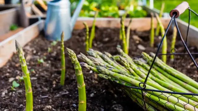 Video thumbnail for How to Grow Asparagus at Home: A Complete Guide for Beginners