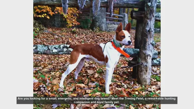 Video thumbnail for Meet the Treeing Feist: The Energetic and Loyal Hunting Companion