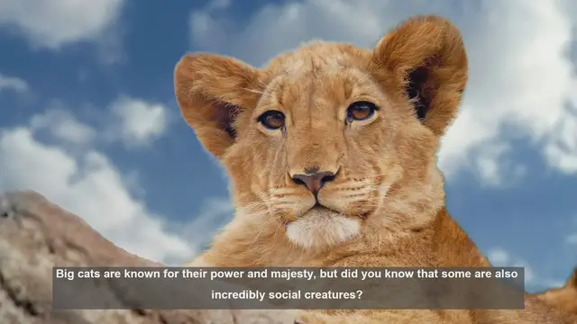 Video thumbnail for Top 10 Social Big Cats: Why Lions Are the Kings of Cooperation