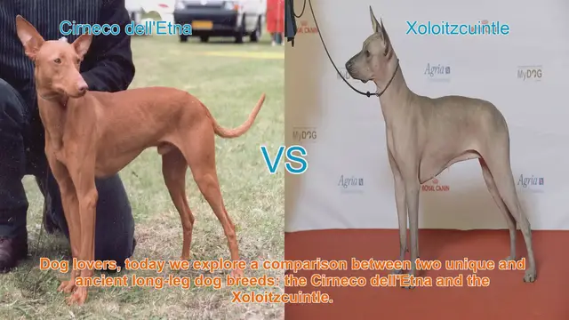 Video thumbnail for Comparing Cirneco dell'Etna and Xoloitzcuintle: Ancient Long-Leg Dog Breeds
