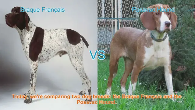 Video thumbnail for Braque Français vs. Posavac Hound: A Comprehensive Comparison
