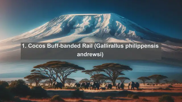 Video thumbnail for Discovering Cocos Islands: Top 10 Native Animals You Need to See!