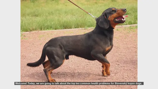 Video thumbnail for Top 10 Common Health Problems in Slovenský Kopov Dogs