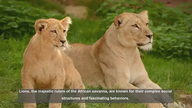Video thumbnail for 10 Key Behavioral Differences Between Male and Female Lions