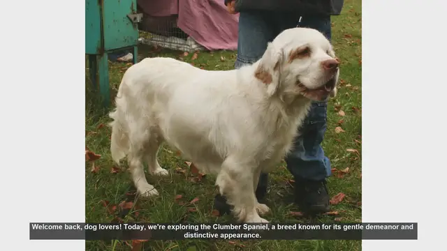 Video thumbnail for Discover the Clumber Spaniel: A Gentle and Loyal Companion
