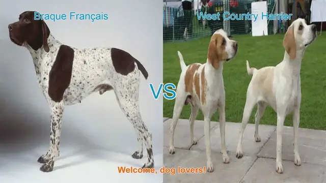 Video thumbnail for Braque Français vs. West Country Harrier: A Comparison of Two Distinct Dog Breeds