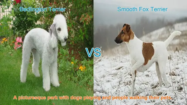 Video thumbnail for Bedlington Terrier vs. Smooth Fox Terrier: A Comprehensive Breed Comparison