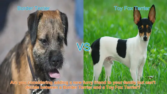 Video thumbnail for Border Terrier vs. Toy Fox Terrier: A Comprehensive Comparison