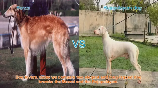 Video thumbnail for Borzoi vs. Rajapalayam: A Comparison of Elegant Dog Breeds