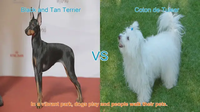 Video thumbnail for Comparing Black and Tan Terrier vs. Coton de Tulear: Which Breed is Right for You?