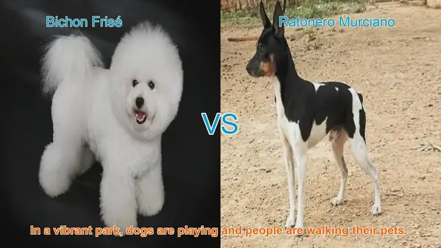 Video thumbnail for Bichon Frisé vs. Ratonero Murciano: A Comparison of Delightful Dog Breeds