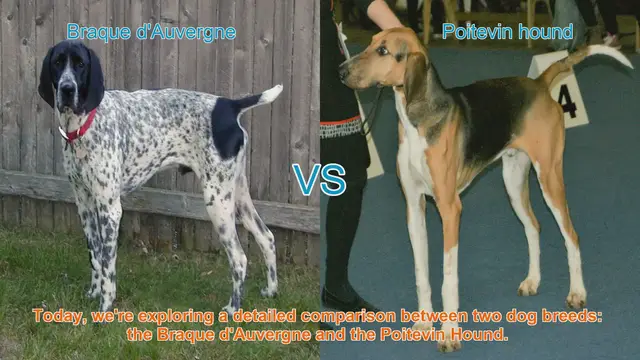 Video thumbnail for Braque d'Auvergne vs. Poitevin Hound: A Comprehensive Breed Comparison