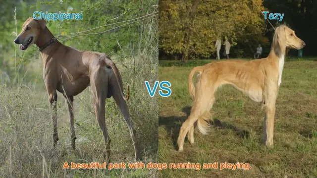 Video thumbnail for Comparing Chippiparai and Tazy: A Guide to Long-Leg Dog Breeds