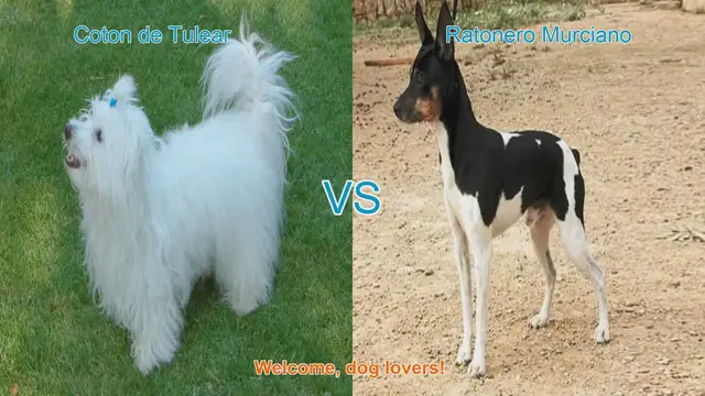 Video thumbnail for Comparing Coton de Tulear and Ratonero Murciano: A Guide for Dog Lovers