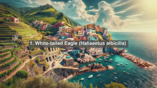 Video thumbnail for Top 10 native birds in Serbia