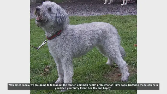Video thumbnail for Top 10 Common Health Problems in Pumi Dogs