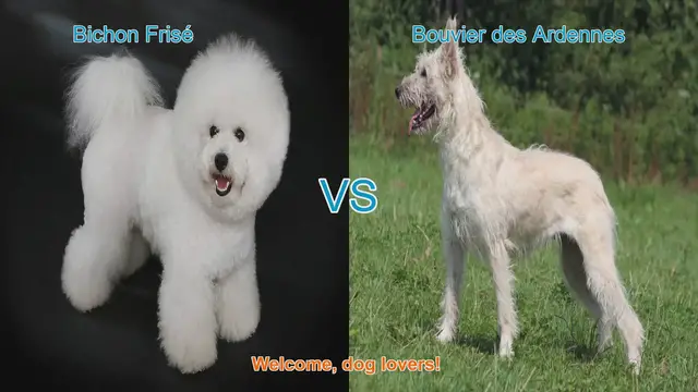 Video thumbnail for Bichon Frisé vs. Bouvier des Ardennes: A Comprehensive Breed Comparison