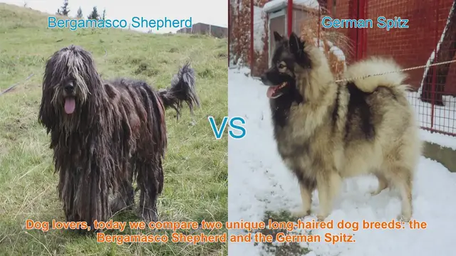 Video thumbnail for Bergamasco Shepherd vs. German Spitz: A Comparison of Long-Haired Dog Breeds