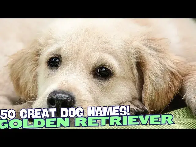 Video thumbnail for 50 Great Golden Retriever Names🐾