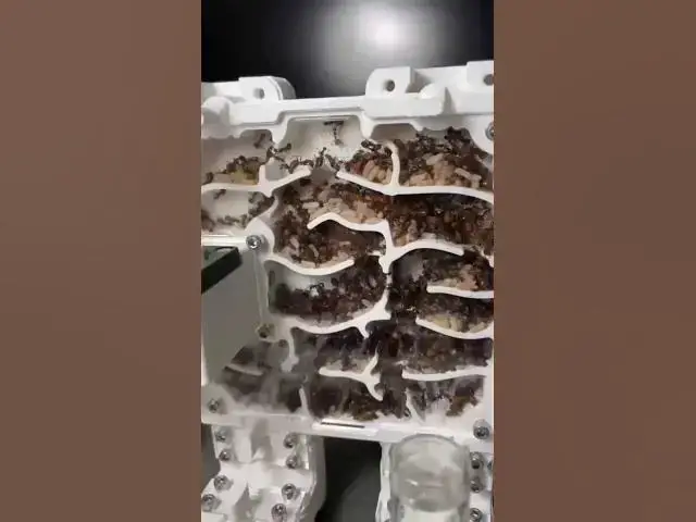 Video thumbnail for "La muralla Nicobarensis" #shorts