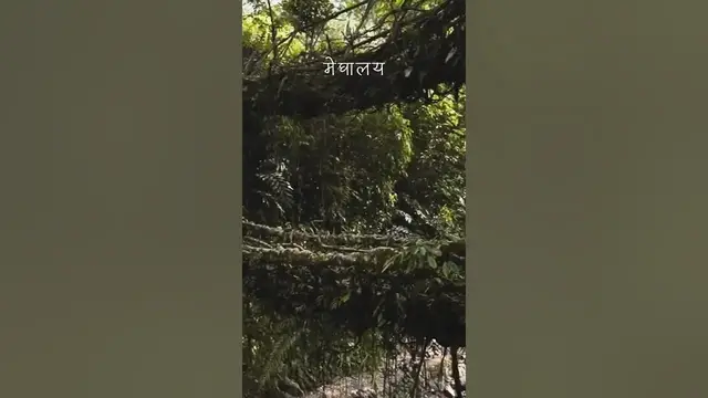 'Video thumbnail for Double Decker Living Root Bridge in Meghalaya #viral #youtubeshorts #shorts #travel #shortvideo'