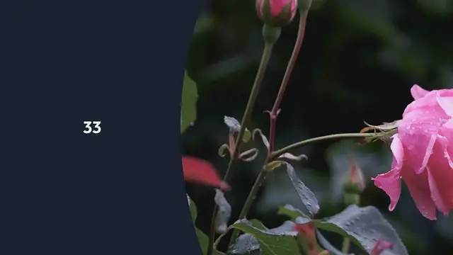 Video thumbnail for Propagate Roses for Free Using Tomatoes