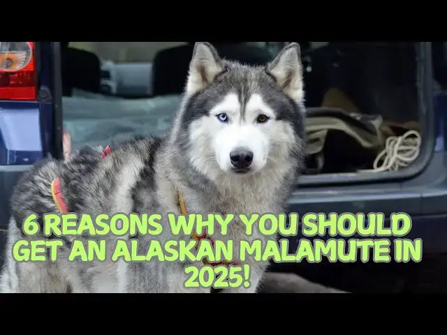 Video thumbnail for 6 Reasons Why You Should Get an Alaskan Malamute in 2025! ❄️🐕