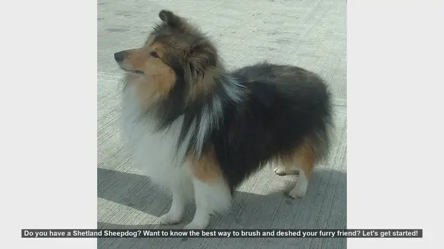 Video thumbnail for How to Brush and Deshed Your Shetland Sheepdog: A Step-by-Step Guide