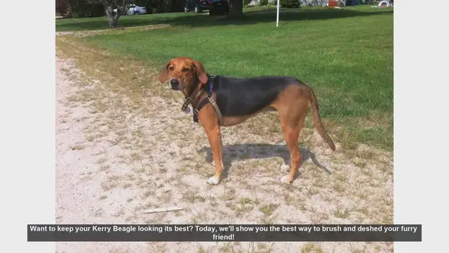 Video thumbnail for How to Brush and Deshed Your Kerry Beagle: Step-by-Step Guide