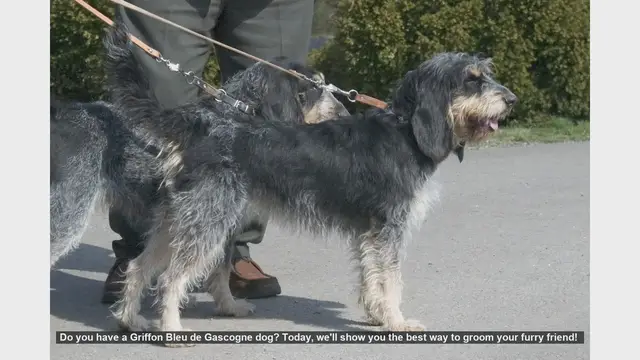 Video thumbnail for How to Groom Your Griffon Bleu de Gascogne: A Step-by-Step Guide
