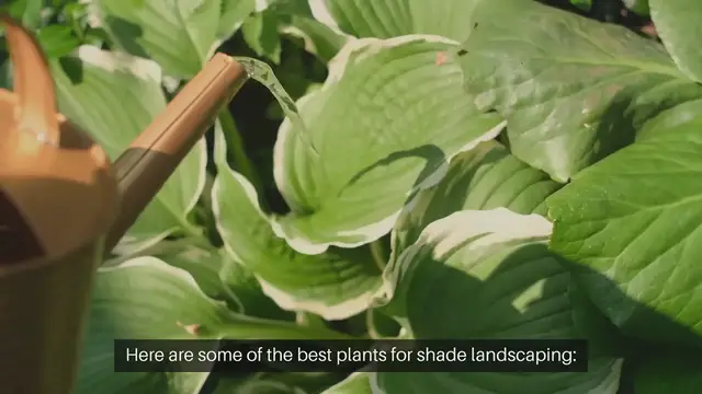 Video thumbnail for Best Plants For Shade Landscaping