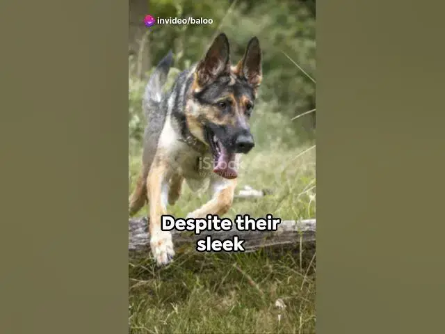 Video thumbnail for German Shepherds  3 Unleashed Facts      #blog #shorts  #dog #germanshepherd #happydog #gsd