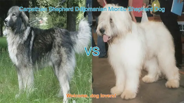 Video thumbnail for Carpathian Shepherd Dog vs. Romanian Mioritic Shepherd Dog: A Comprehensive Comparison