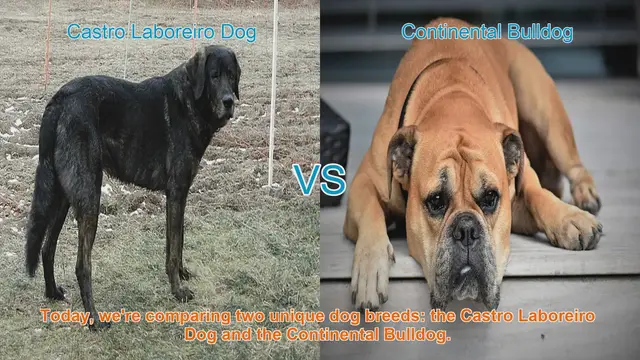 Video thumbnail for Comparing Castro Laboreiro Dog and Continental Bulldog: Origins, Characteristics, and Temperament