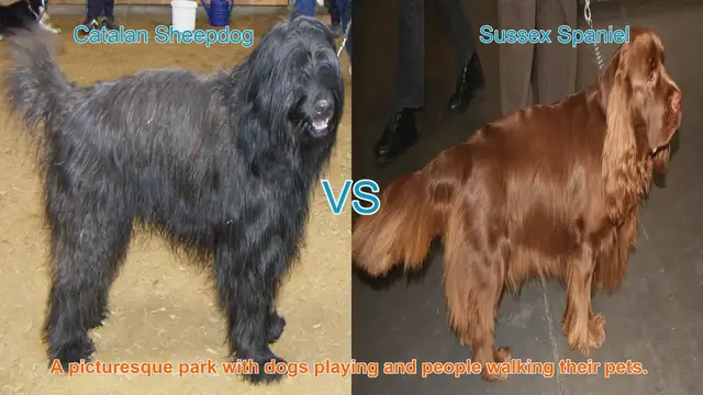 Video thumbnail for Comparing Catalan Sheepdog and Sussex Spaniel: Origins, Appearance, and Temperament