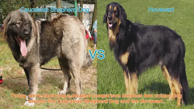 Video thumbnail for Caucasian Shepherd Dog vs. Hovawart: A Comprehensive Breed Comparison