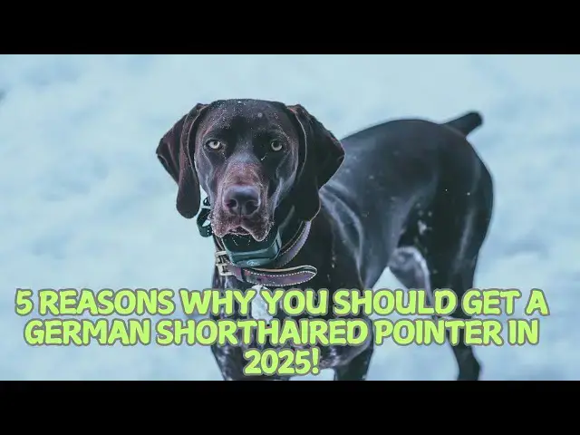 Video thumbnail for 5 Reasons Why You Should Get a German Shorthaired Pointer in 2025! 🎯