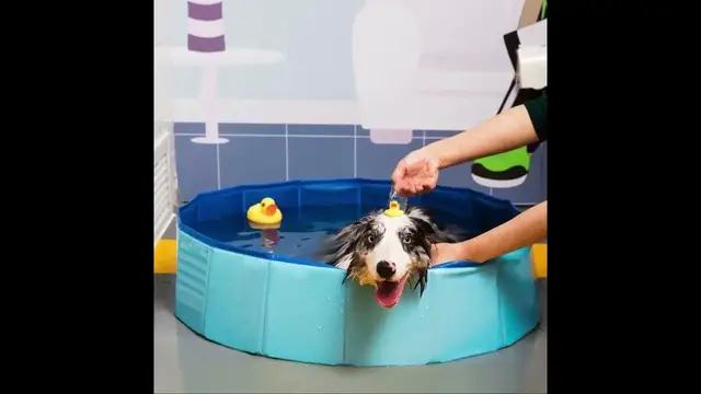 'Video thumbnail for Foldable Dog Pool Pet Bath Summer Outdoor Portable Swimming Pools Indoor Wash Bathing Tub Collap...'