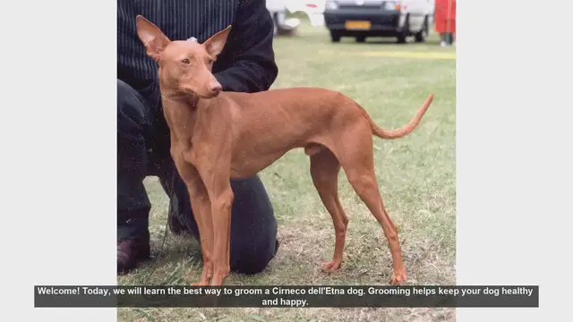Video thumbnail for How to Groom Your Cirneco dell'Etna: A Complete Guide