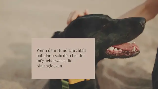 Video thumbnail for Trockenfutter bei Durchfall beim Hund: Das ist zu beachten!